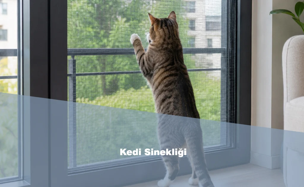 Kedi Sinekliği