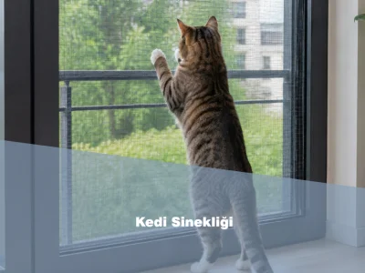 Kedi Sinekliği