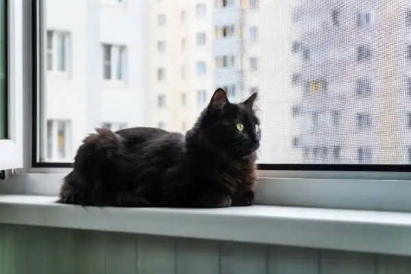 Kedi Sinekliği